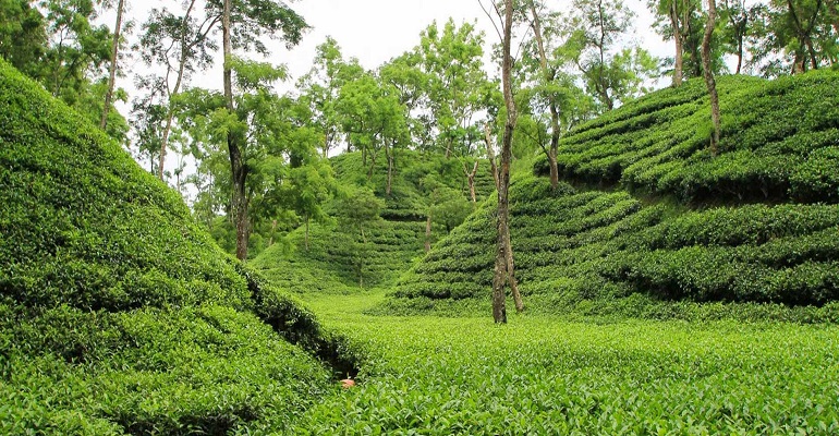 পাহাড়ের বুকে সবুজের সমারোহ | ঢাকা অর্থনীতি